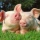 10 Πράγματα Που Δε Γνωρίζατε Για Τα Γουρούνια