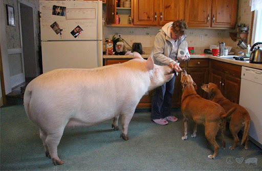 10 Πράγματα Που Δε Γνωρίζατε Για Τα Γουρούνια.