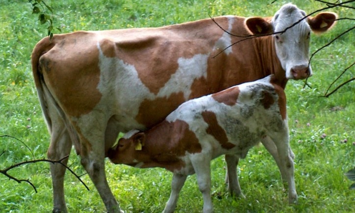716f8-cow_and_calf