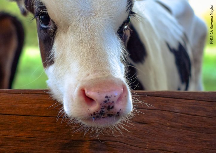 7ba17-nestle-dairy-calves