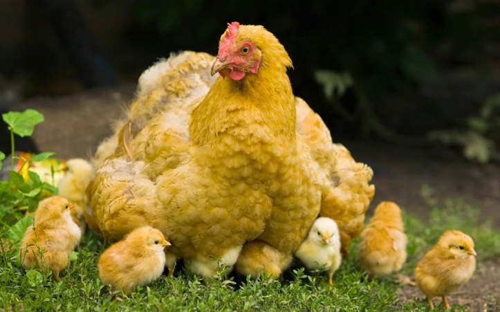 Chicken_and_chicks